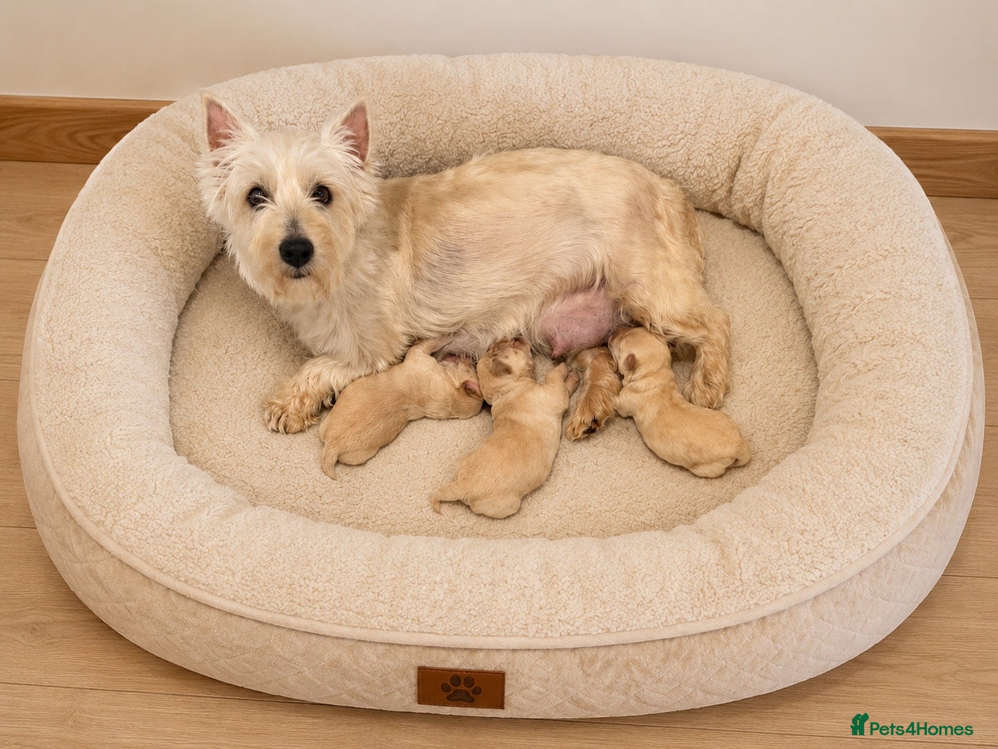 Westiepoo dogs 🐾THE CUTEST APRICOT WESTIEPOO PUPPIES🐾 - Advert 1