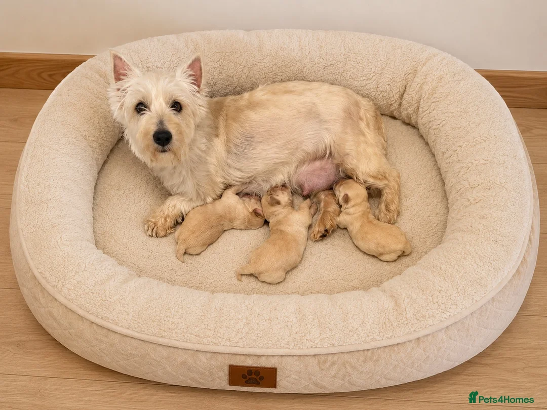 Westiepoo dogs for sale: 🐾THE CUTEST APRICOT WESTIEPOO PUPPIES🐾 - Advert 1