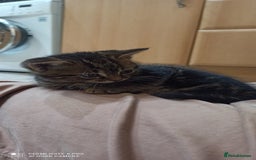 British Shorthair cats for sale: Beautiful tabby kittens - Image 29
