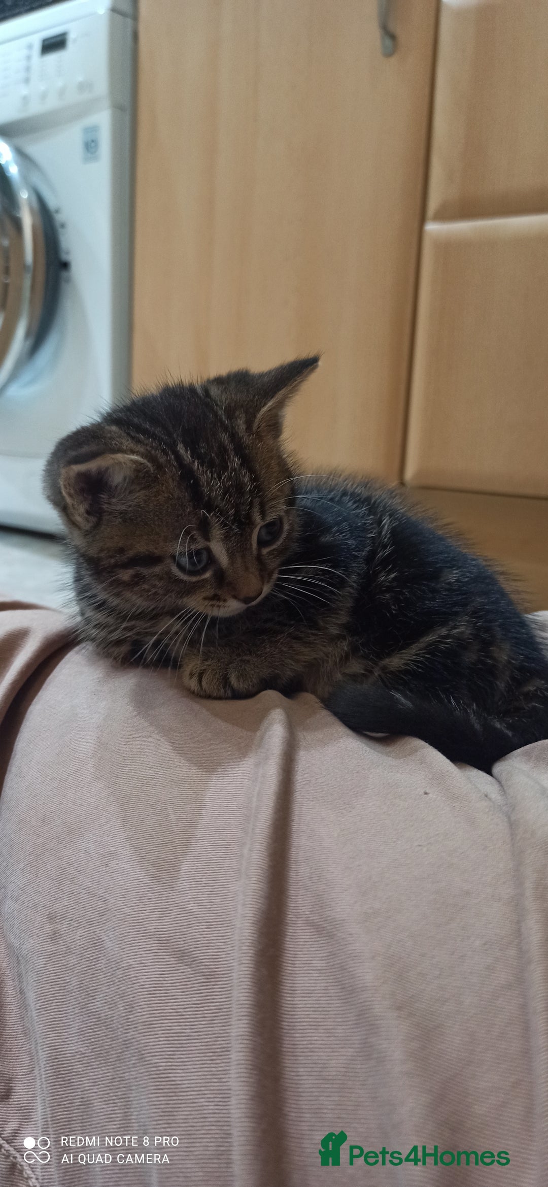 British Shorthair cats for sale: Beautiful tabby kittens - Image 29
