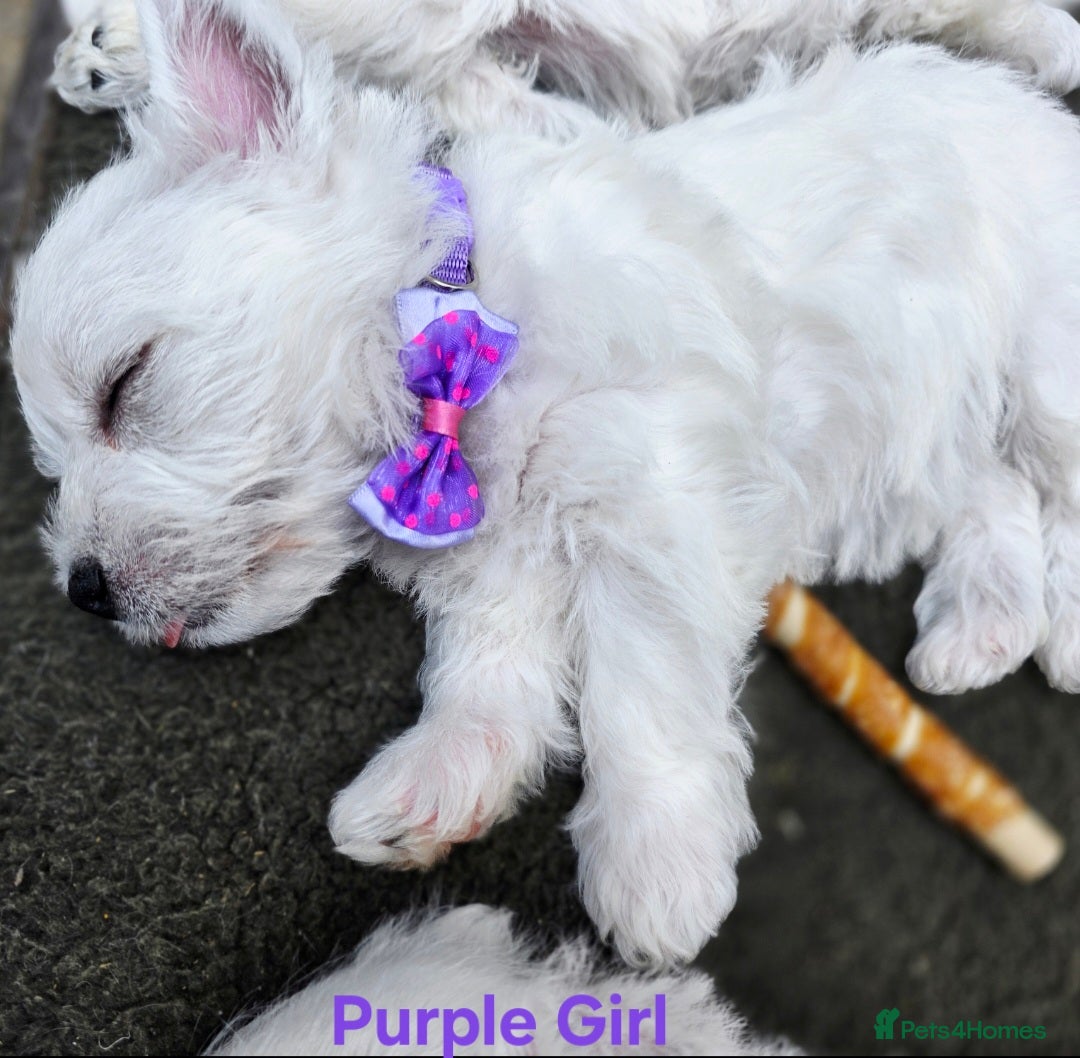 West Highland Terrier dogs for sale: Beautiful Westhighland Terrier Puppies  - Image 18