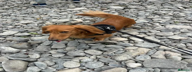 Rusty
