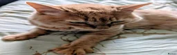 Mixed Breed cats for sale: Cuddly indoor male cat needing new home. - Advert 2