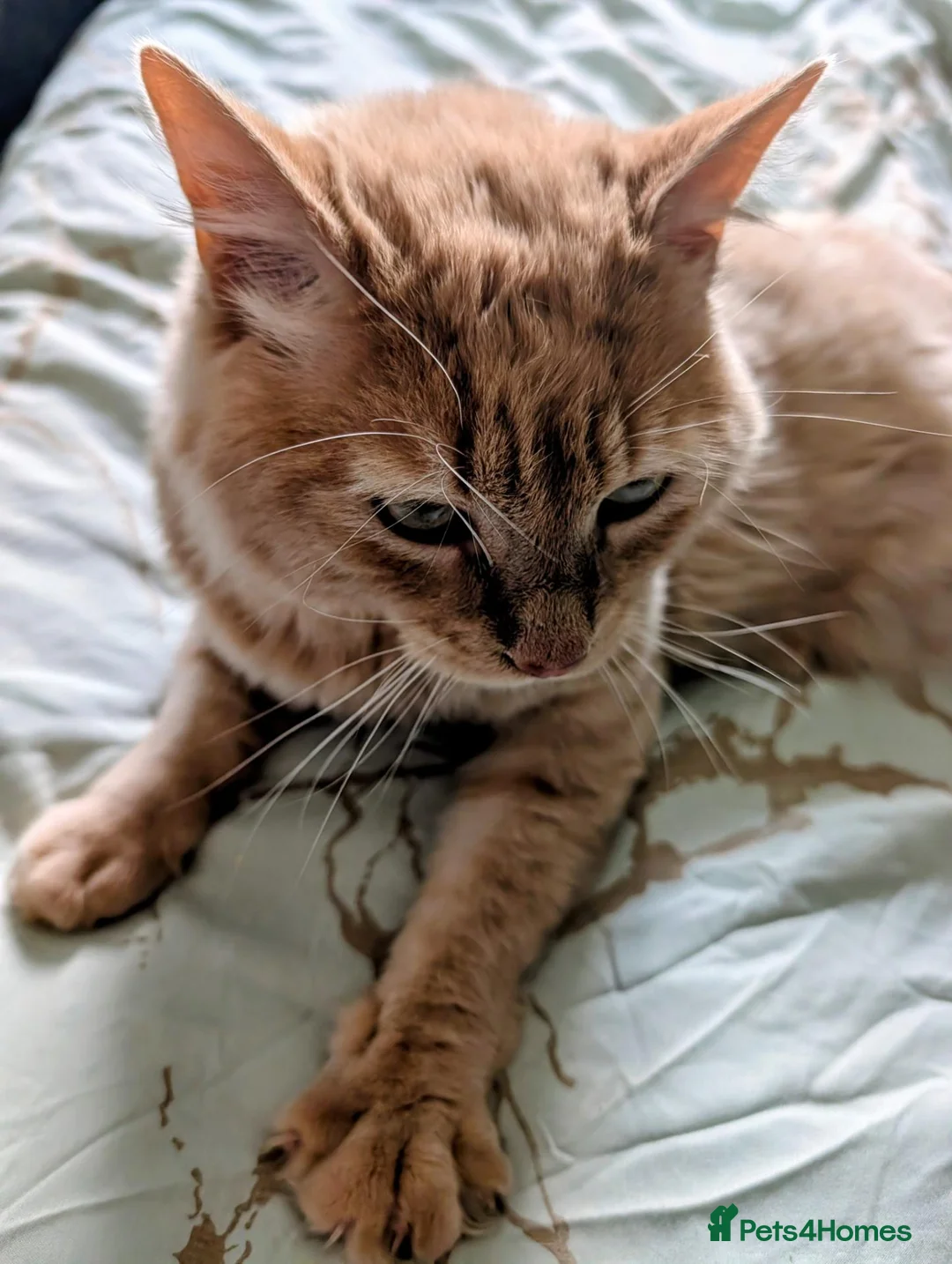 Mixed Breed cats for sale: Cuddly indoor male cat needing new home. - Advert 2