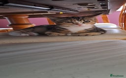 Scottish Fold cats for sale: Beautiful kittens ready for forever loving homes  - Image 25