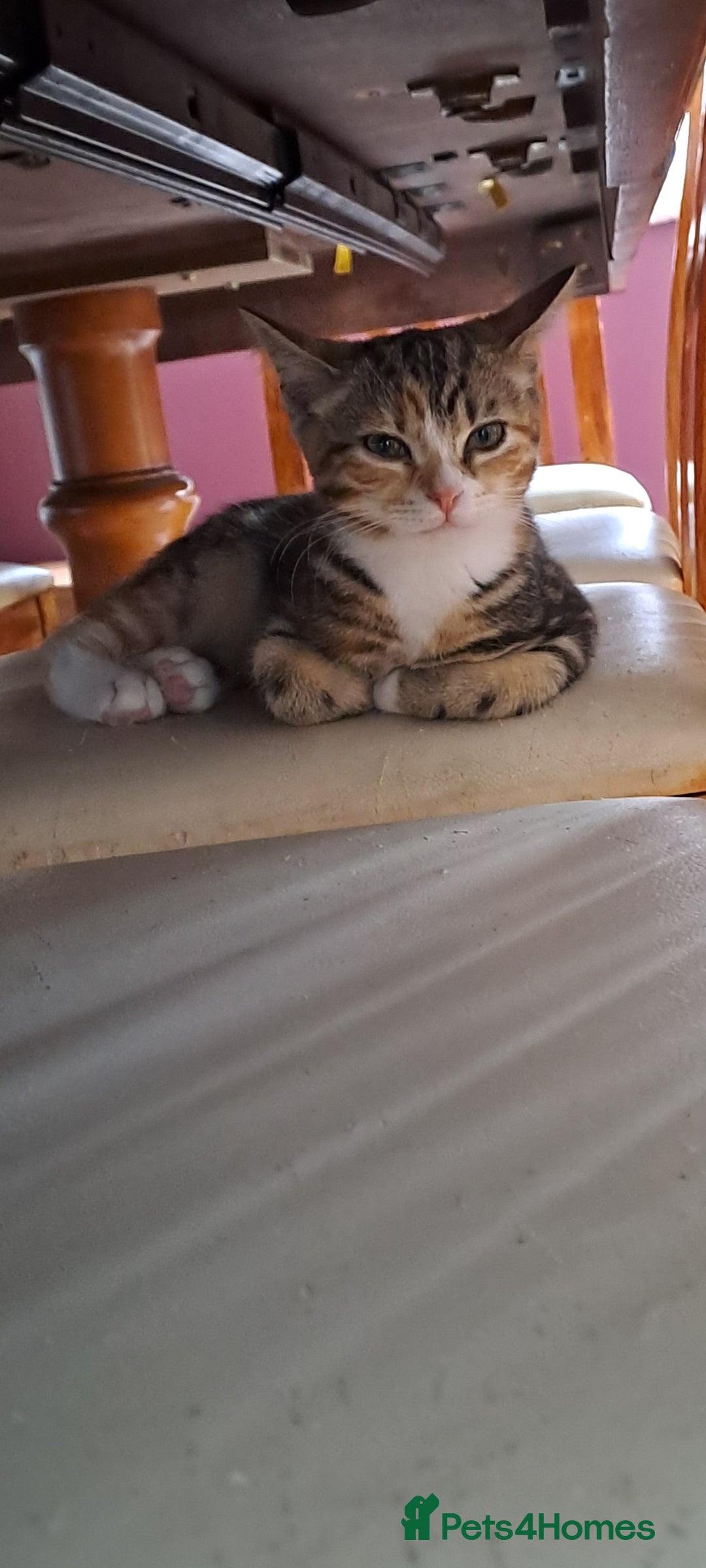 Scottish Fold cats for sale: Beautiful kittens ready for forever loving homes  - Image 25