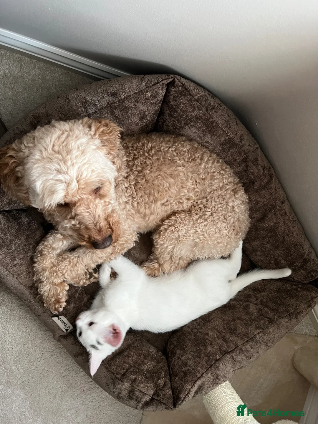 Cockapoo dogs for sale: Loving, gentle Cockapoo needs a new home in Newcastle upon Tyne - Advert 2