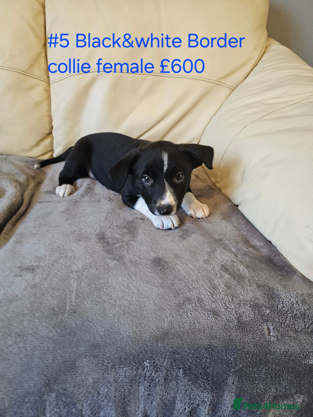Border Collie dogs for sale: Blue merle&black&white puppies for sale  - Advert 21