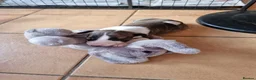Bull Terrier dogs for sale: Bullterrier pups  - Advert 5