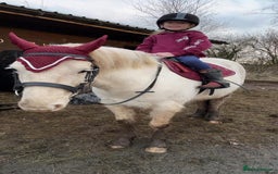 Riding pony horses for sale: For Sale Kids Lead Rein Pony! Safe and Bombproof - Advert 5