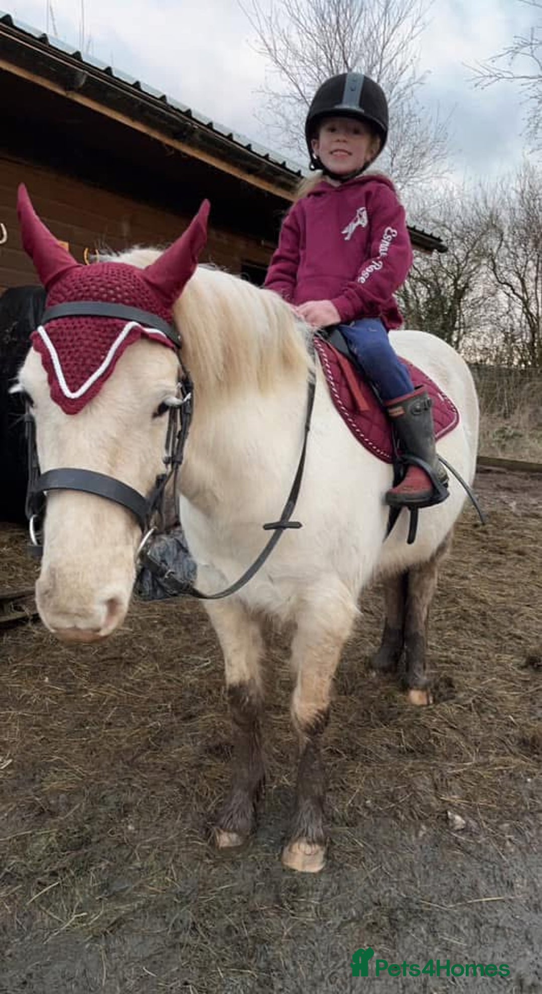 Riding pony horses for sale: For Sale Kids Lead Rein Pony! Safe and Bombproof - Advert 5