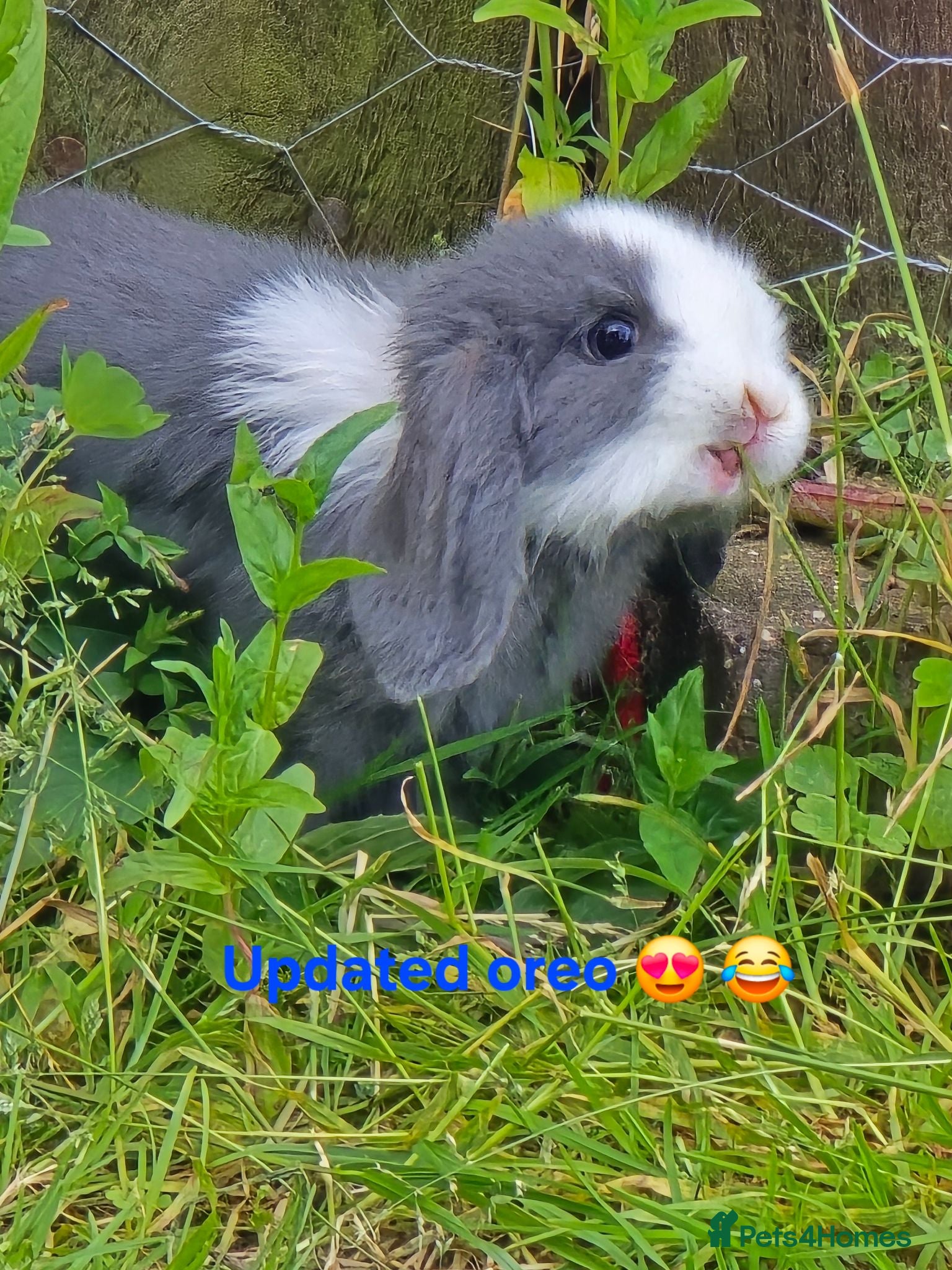 Mini Lop rabbits Beautiful mini lops x10 - Advert 1