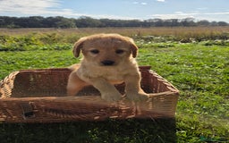 Labradoodle dogs for sale: 7 Miniture labradoodles  - Image 15