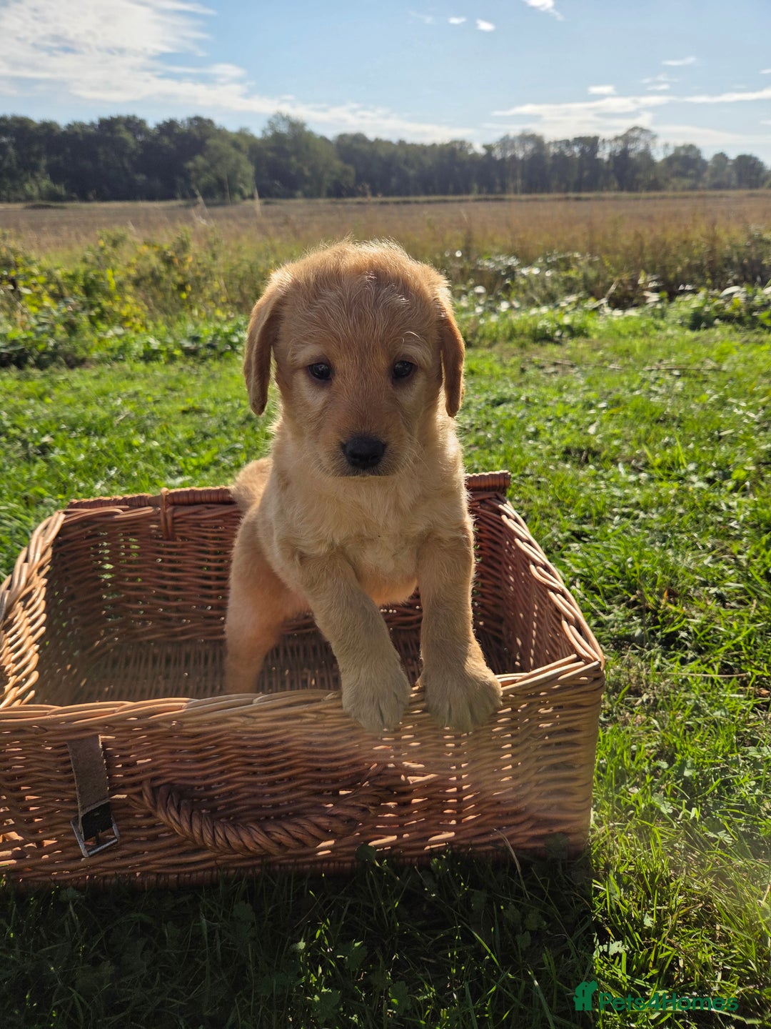 Labradoodle dogs for sale: 7 Miniture labradoodles  - Image 15