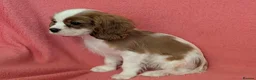 Cavalier King Charles Spaniel dogs for sale: Gorgeous Cavalier King Charles Spaniel puppies - Advert 17