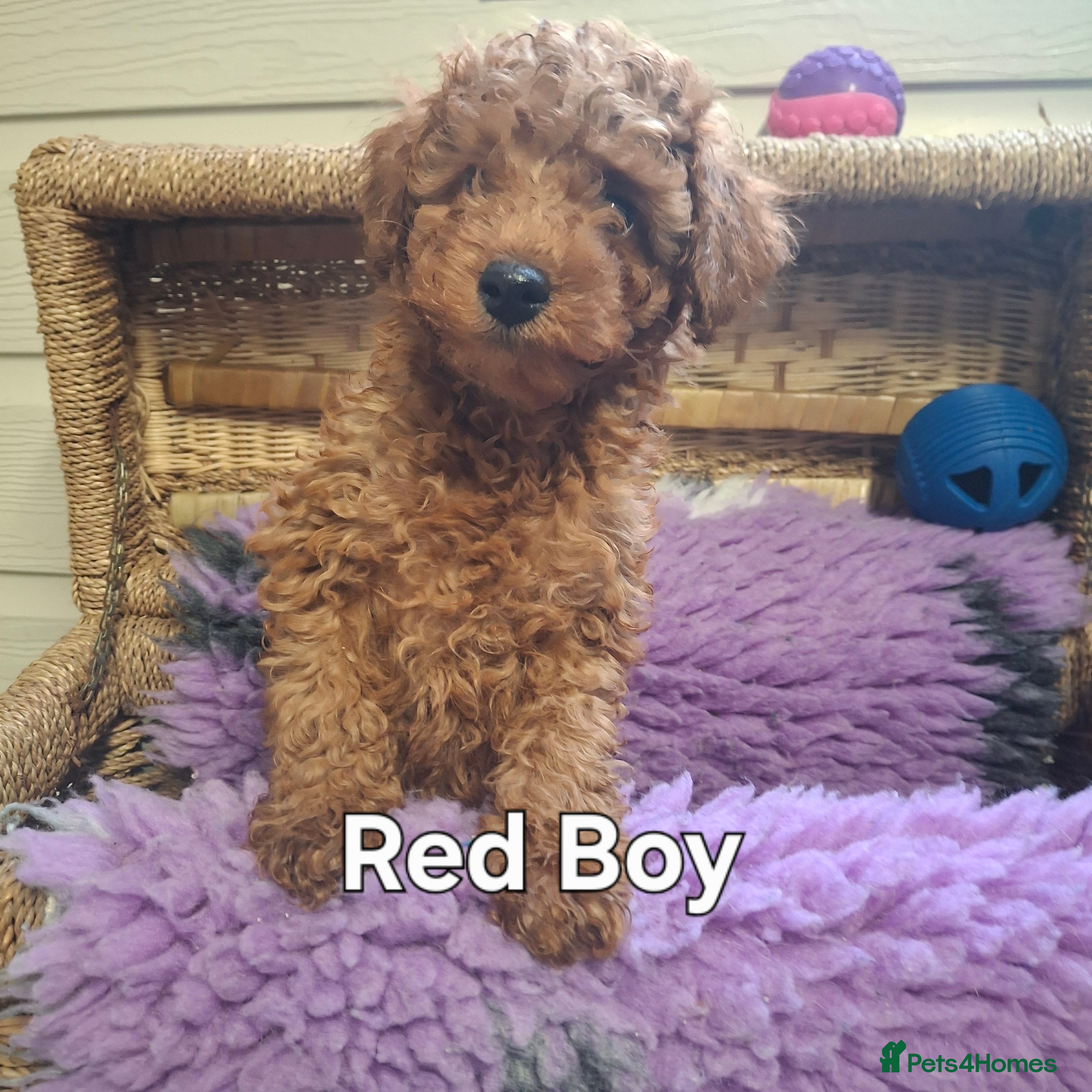 Poodle dogs Minature Poodles - Advert 15