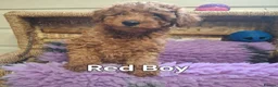 Poodle dogs for sale: Minature Poodles in Hull - Advert 4