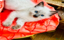 Ragdoll cats for sale: Ragdoll Kittens  - Image 12