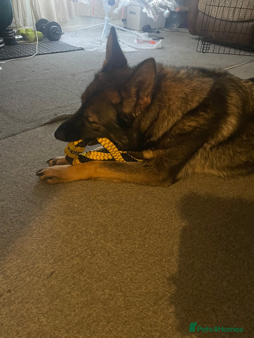 German Shepherd dogs for sale: Lovely female German Shepherd - 18 months - Advert 2