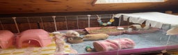 Guinea Pig rodents for sale: 3 female bonded guinea pigs - Advert 4