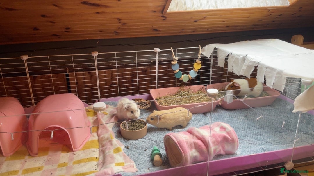 Guinea Pig rodents for sale: 3 female bonded guinea pigs - Advert 4