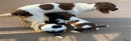 English Springer Spaniel dogs for sale: KC Registered Spaniel Puppies - Advert 3