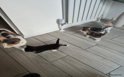 Mixed Breed cats for sale: 4 Mixed Breed Kittens  - Image 1