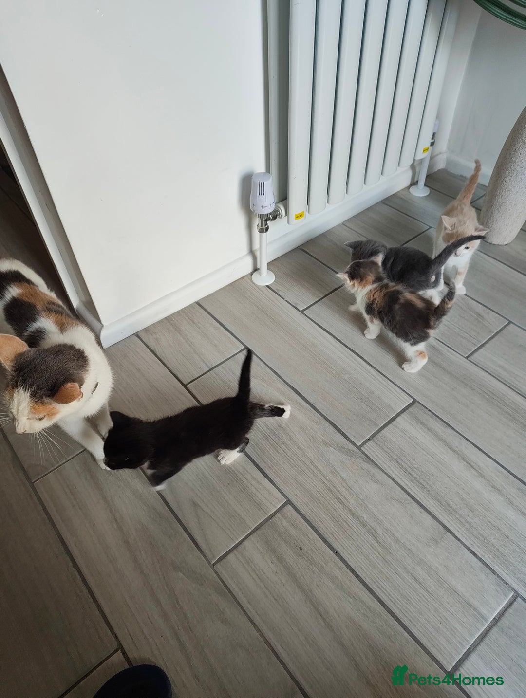 Mixed Breed cats for sale: 4 Mixed Breed Kittens  - Image 1