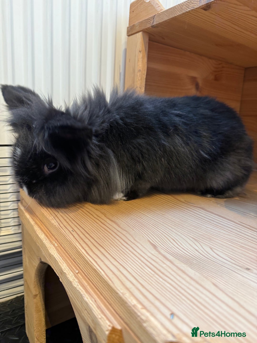 Lionhead rabbits for sale: Lionhead Male Rabbit - Ezri - Advert 4