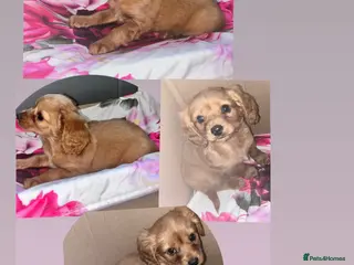 Cavapoo dogs Cavappo puppy’s for sale (last 1 ) - Advert 4