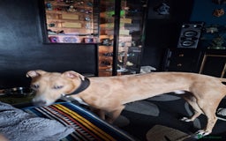 Lurcher dogs for sale: Saluki Lurcher  - Image 2