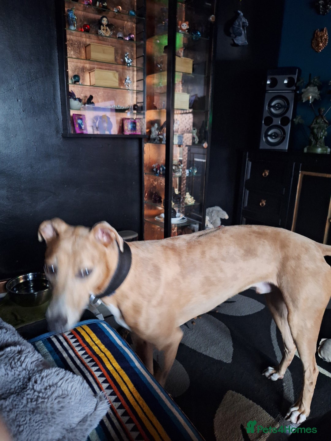 Lurcher dogs for sale: Saluki Lurcher  - Image 2