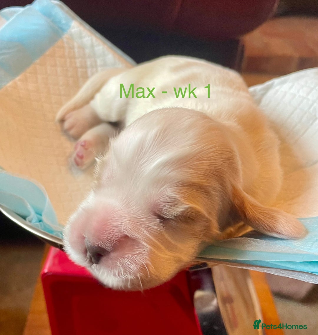 Cocker Spaniel dogs for sale: Your “furever” friend is here - Advert 32