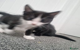 Domestic Shorthair cats for sale: Kittens for sale, READY TO GO NOW!  - Image 9