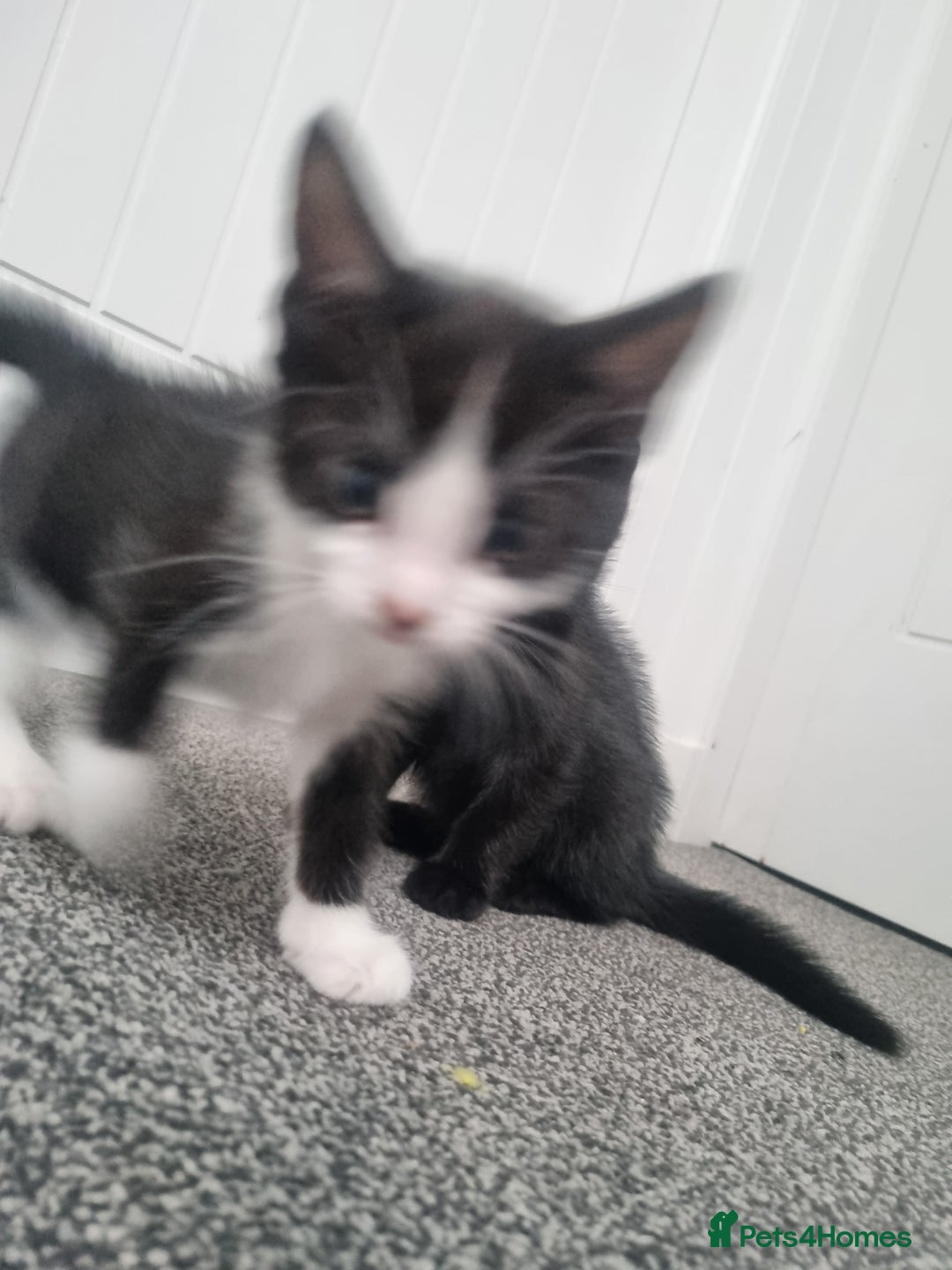 Domestic Shorthair cats for sale: Kittens for sale, READY TO GO NOW!  - Image 9