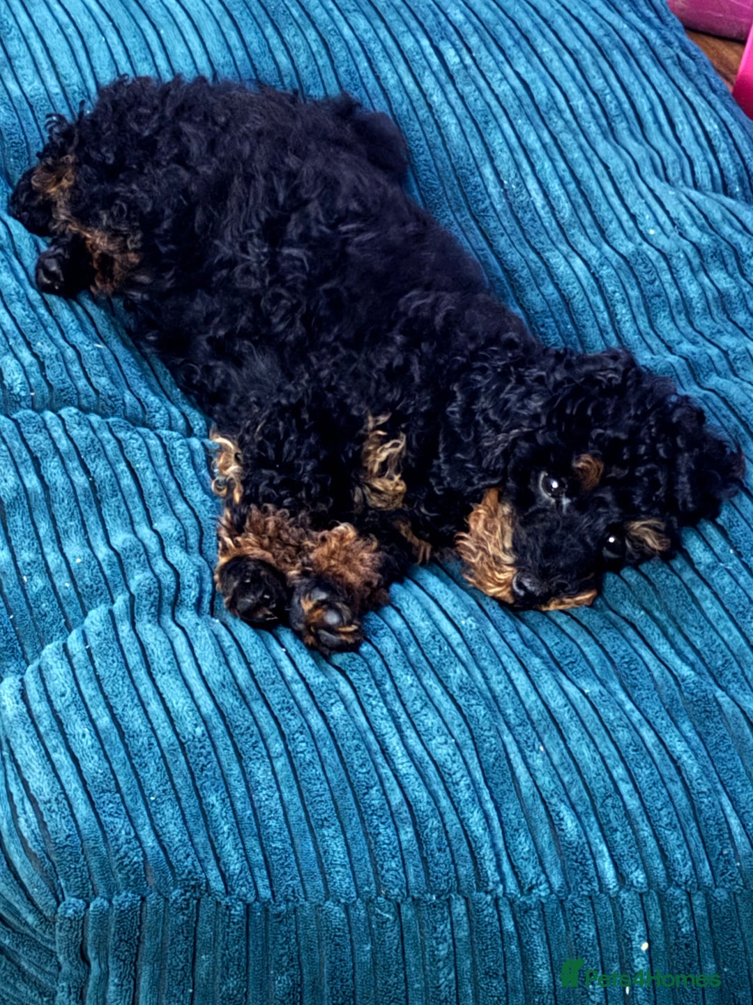 Cavapoochon dogs for sale: Toy Cavapoochon Puppies F1B - Image 6
