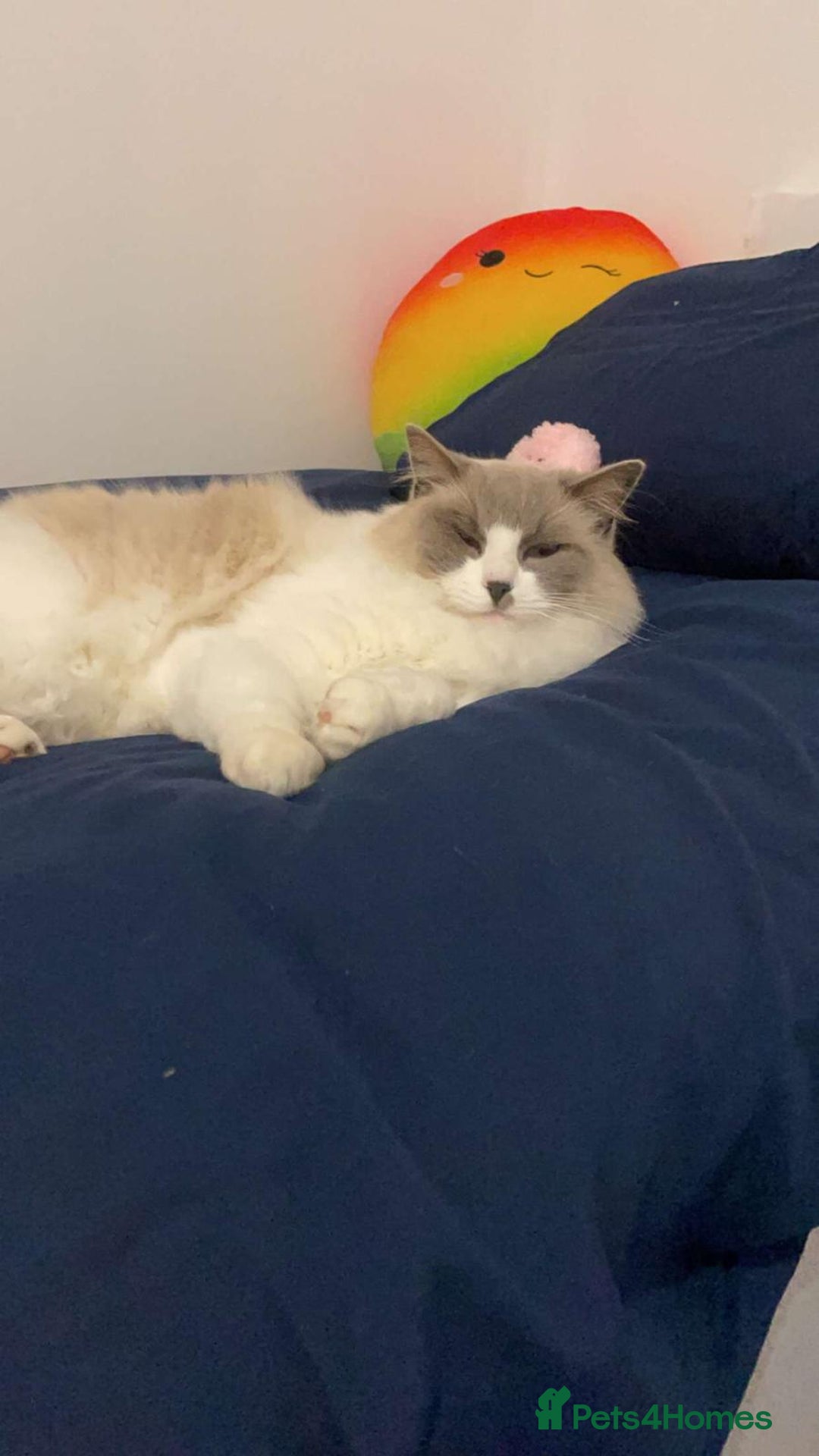 Ragdoll cats for sale: Simba neutered ragdoll  - Image 7