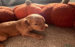 Cavapoo dogs for sale: Beautiful cavapoo puppies 🐾 - Image 8