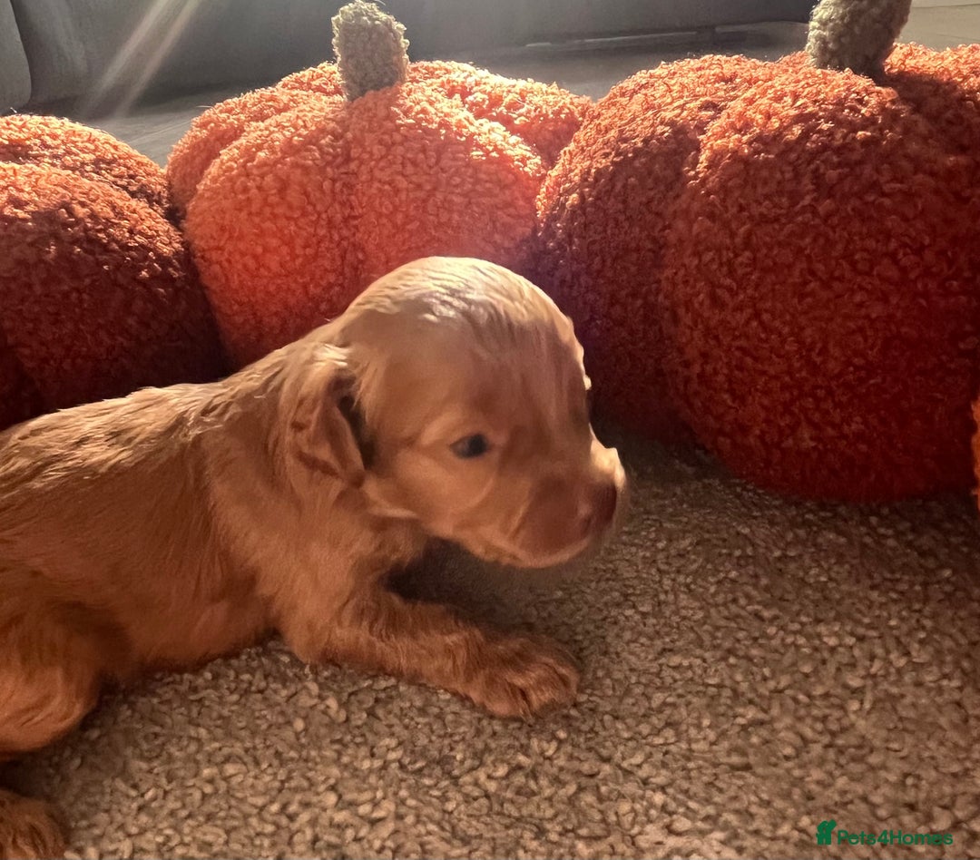 Cavapoo dogs for sale: Beautiful cavapoo puppies 🐾 - Image 8