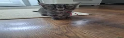 Mixed Breed cats for sale: Kittens - Advert 4