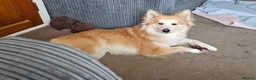 Pomsky dogs for sale: Stunning Pomsky Puppies  in Worthing - Advert 24
