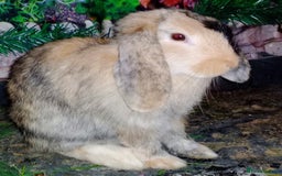 Tan rabbits for sale: Rabbits x2 both male brothers  - Image 6