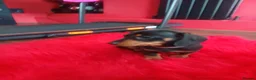 Dachshund dogs for sale:   Dachshund girl puppy looking for new family.🐶 - Advert 4