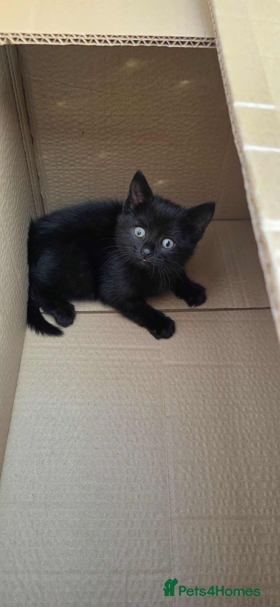 Mixed Breed cats !!!! For free!!!Sweet kitten looking for a home  - Advert 1