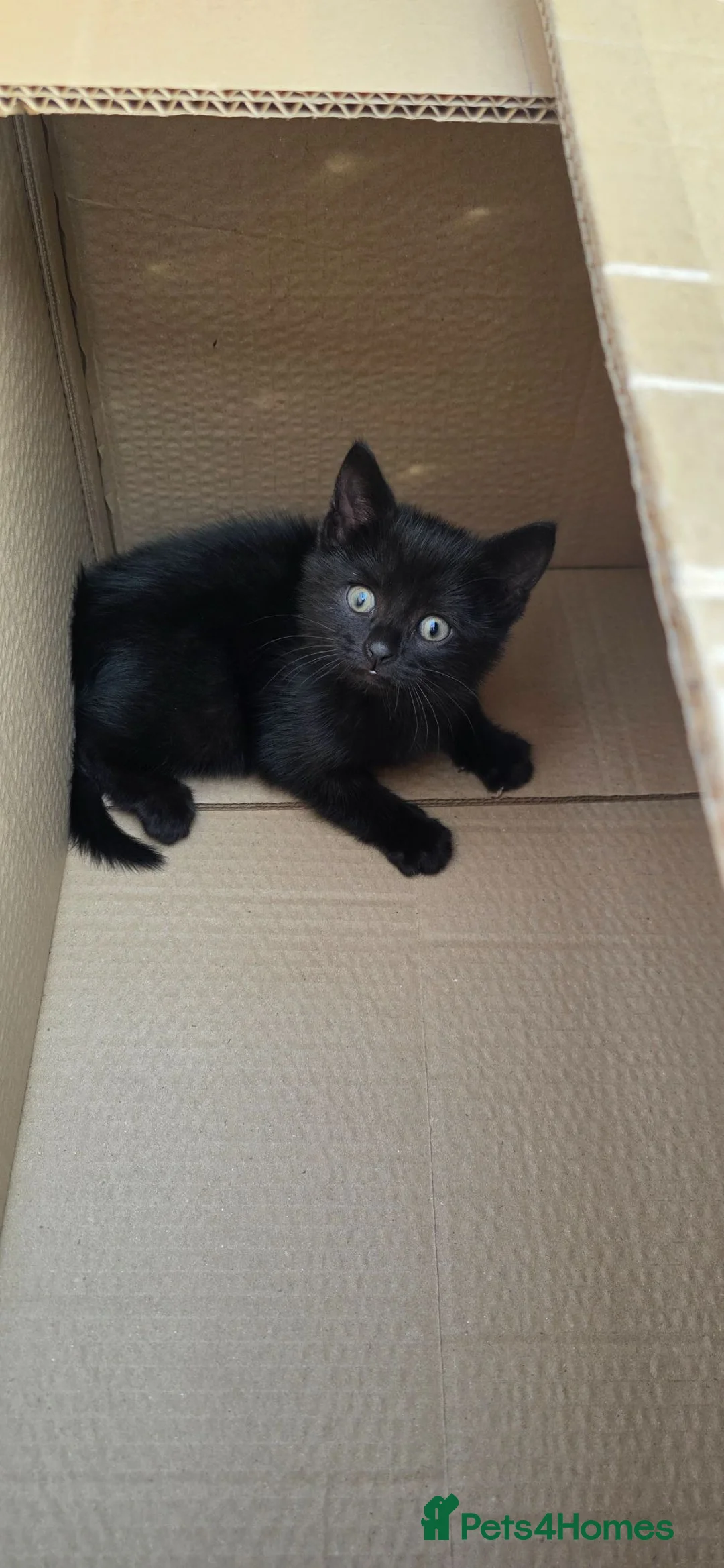 Mixed Breed cats for sale: !!!! For free!!!Sweet kitten looking for a home  - Advert 1