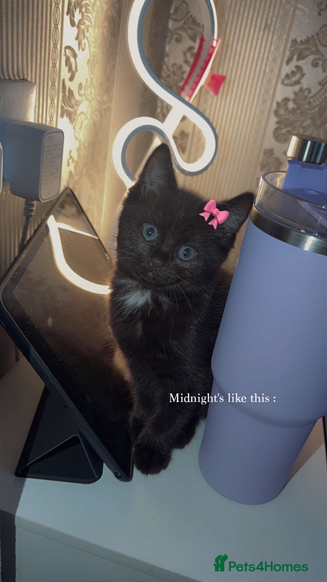Ragdoll cats for sale: Ragdoll baby looking for a new home - Advert 10