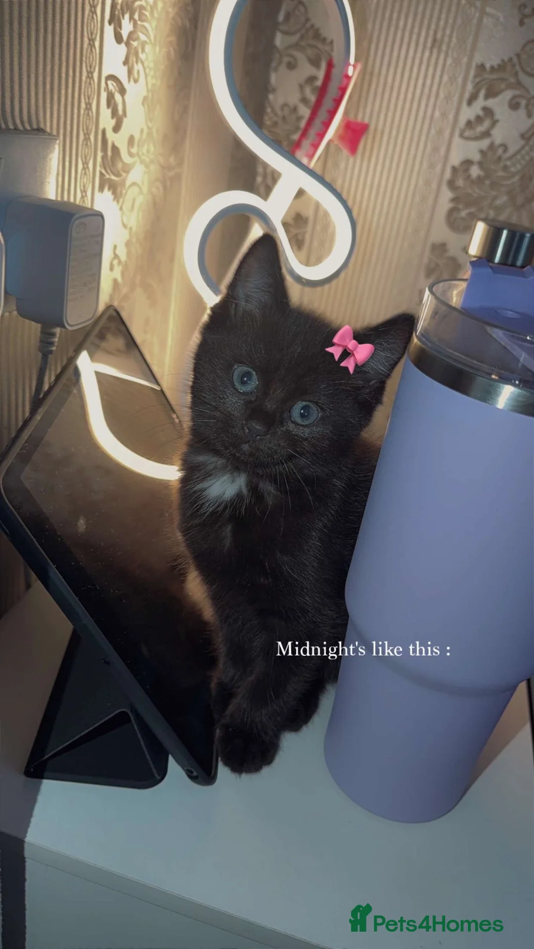Ragdoll cats for sale: Ragdoll baby looking for a new home in Barnsley - Advert 1