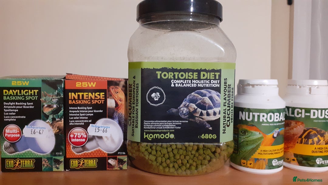 Tortoise reptiles for sale: Good loving home needed for my Horsefield tortoise - Advert 3