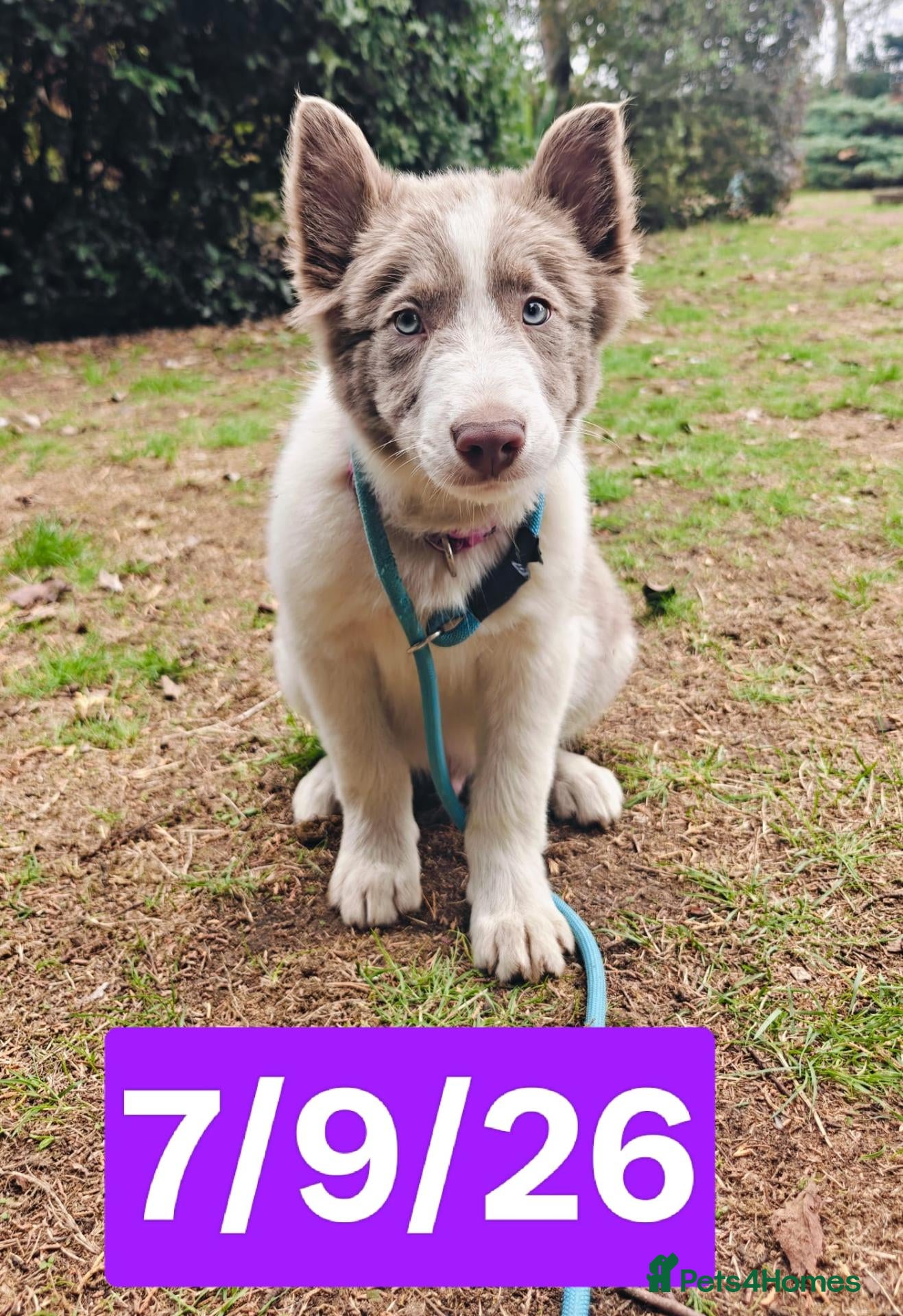 Border Collie dogs KC registered Border collie pups for sale - Advert 2
