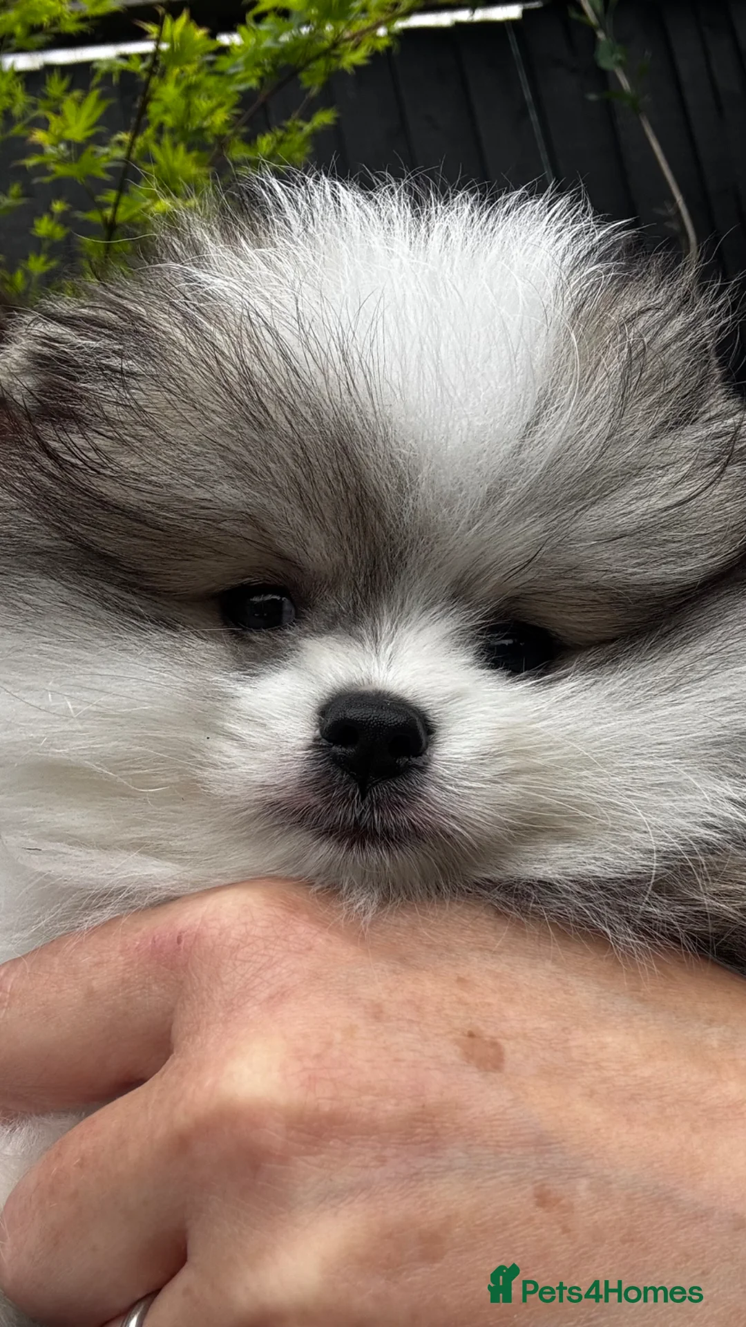 Pomeranian dogs for sale:  Small white and grey male Pomeranian  - Advert 2